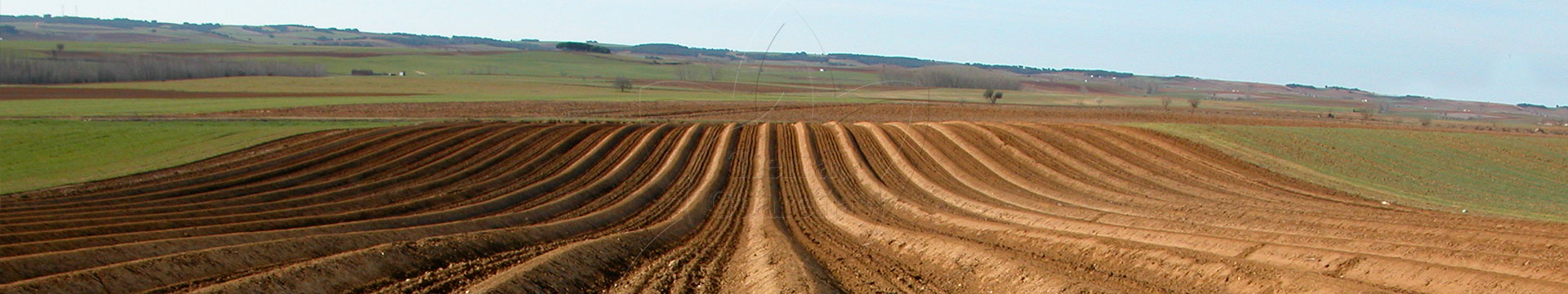 Terrenos de cultivo del espárrago blanco.